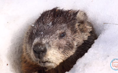 Groundhog Day and What Winter Means for Your Home
