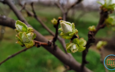 Spring Cleaning in Northwest Arkansas: What to Do Before You Start